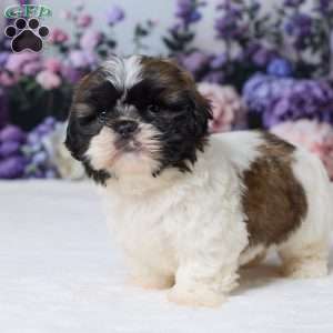 Roscoe, Shih Tzu Puppy